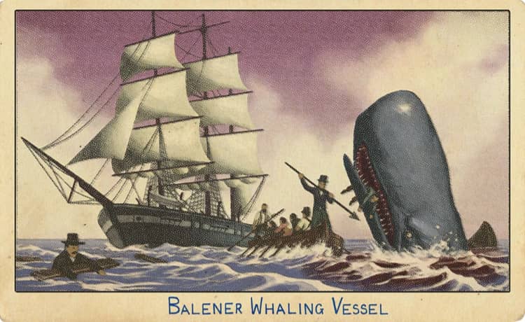 A cigarette
                  card depicting a whaling ship being destroyed by a sperm
                  whale.